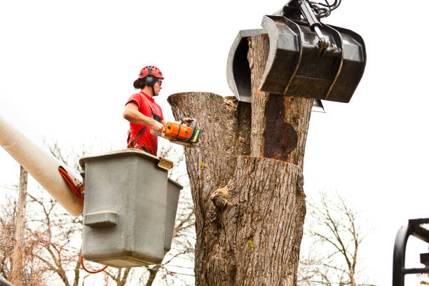 Best Tree Removal  in USA